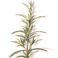  Rosemary herb is a natural complement for lamb
 with many culinary, cosmetic and medicinal uses 